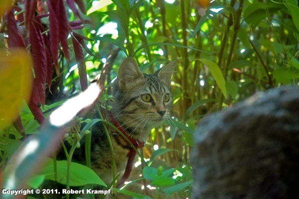 cat crouched in plants