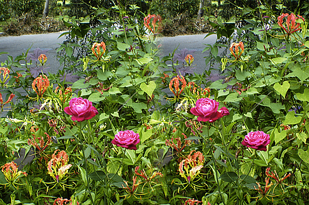 stereo pair of flowers