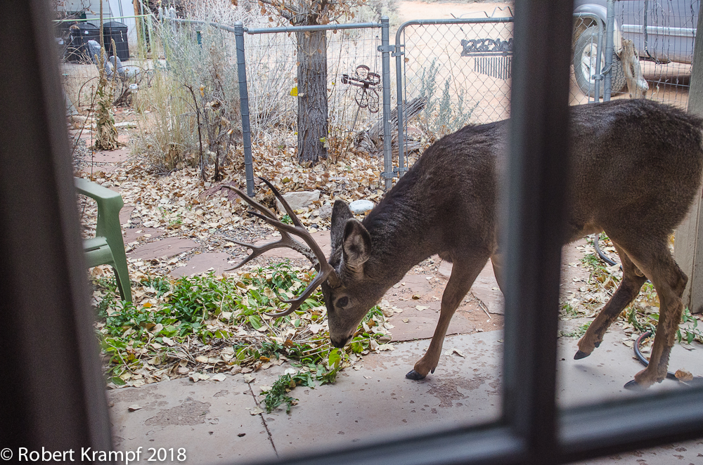 Mule deer buck in our yard