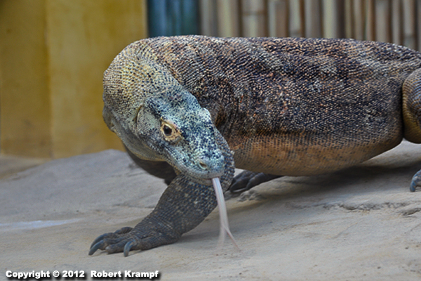 Komodo Dragon