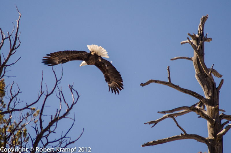 bald eagle