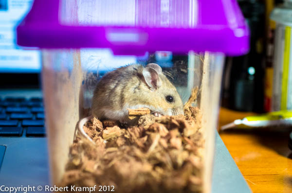 mouse in cage