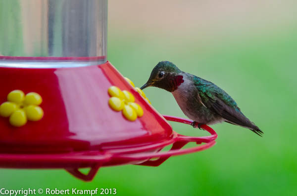 hummingbird