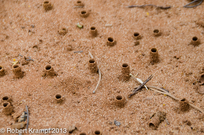 small tubes made of sand