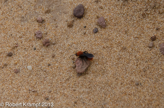 Velvet ant