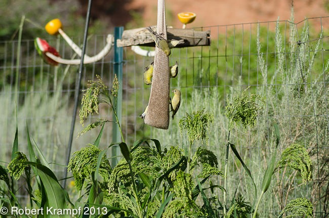 Bird feeder and grass-like plants