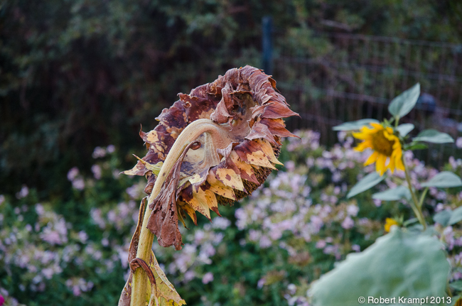 Dead sunflower