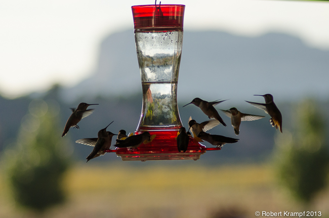 Hummingbirds at feeder