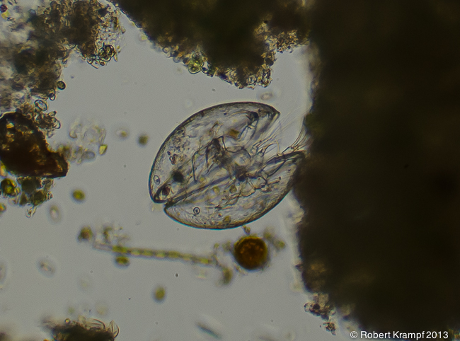 Microscopic, clam-shaped creature