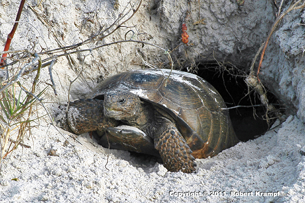 Gopher Tortoise