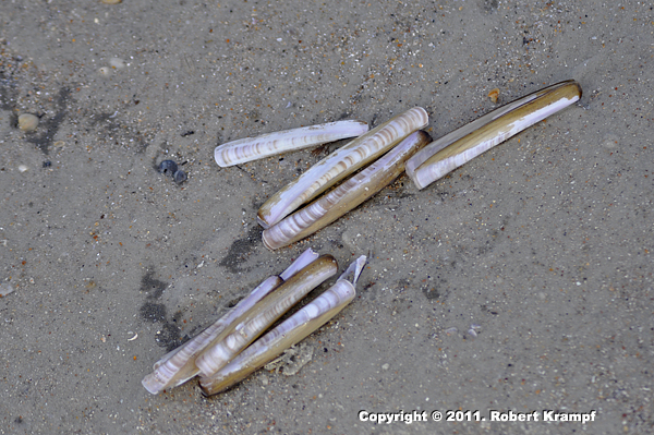 Razor Clams