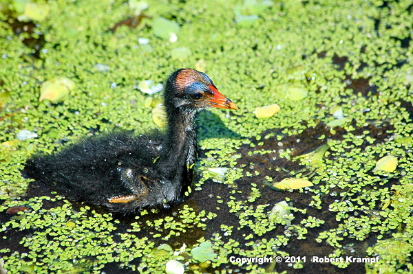 baby Moorhen