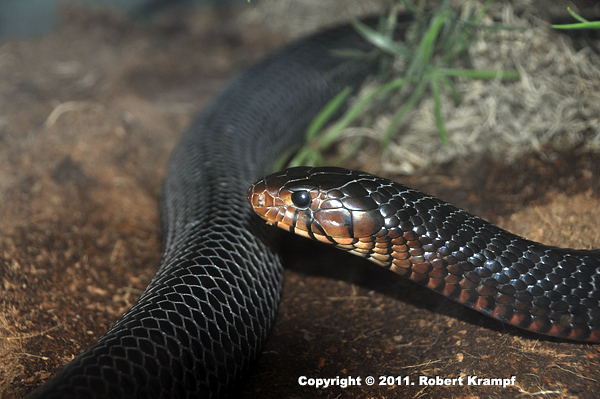 Eastern Indigo Snake