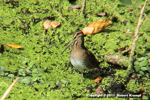 small, long billed bird