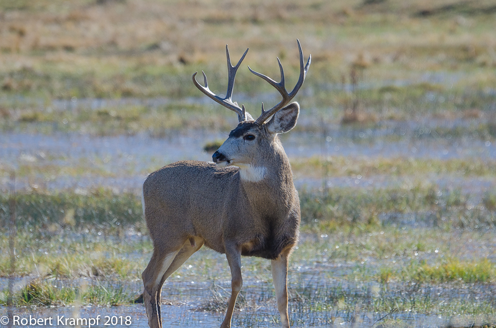 Mule deer