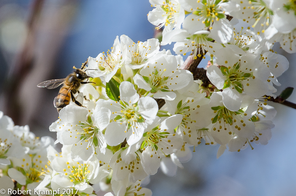 honey bee on flower