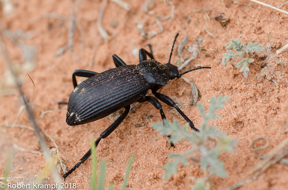 clown beetle