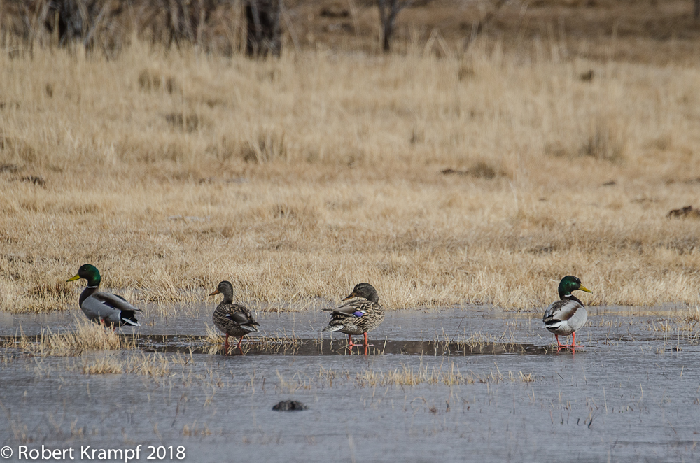 ducks on ice