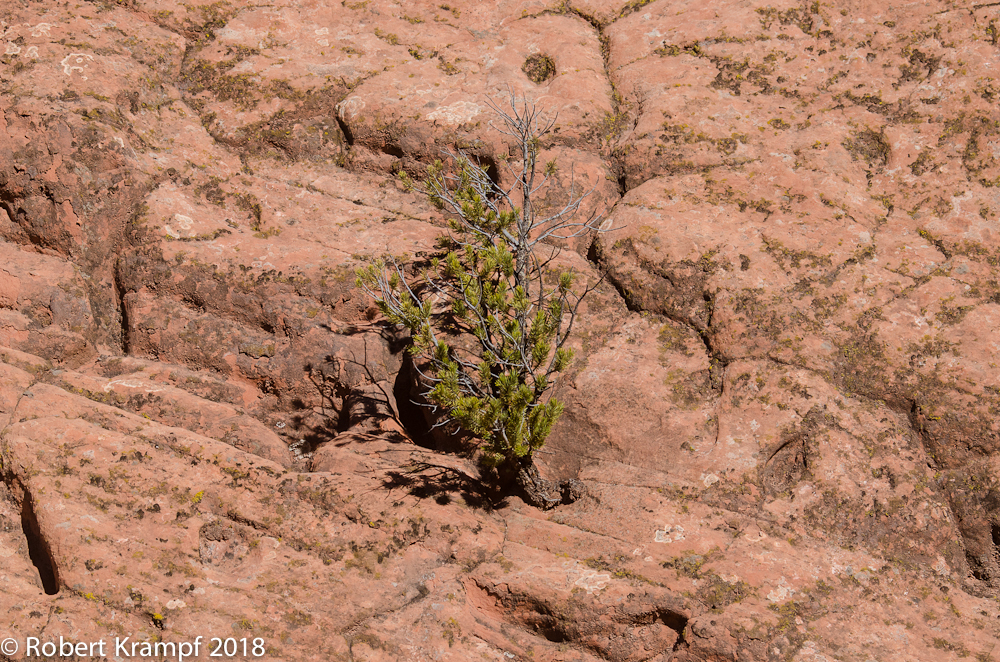 pinion pine growing on rocks