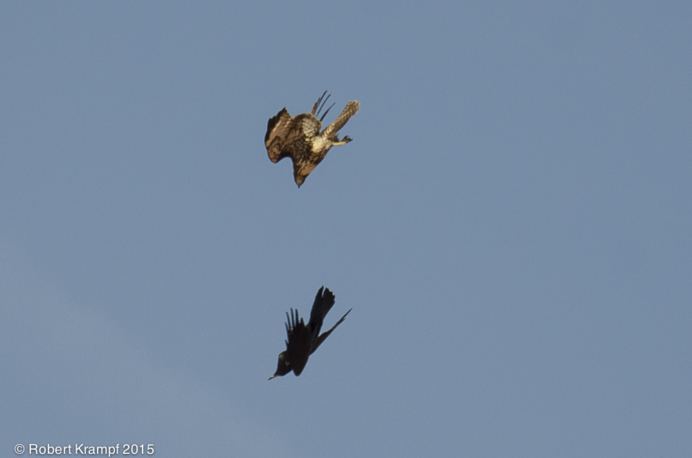 Hawk vs raven photos