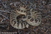 Mojave rattlesnake