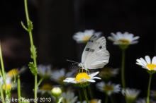 Butterfly on flower