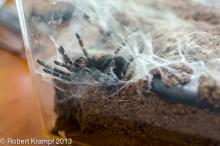 Molting tarantula