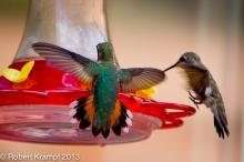 Rufous Hummingbird