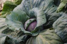 Cabbage