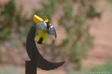 Bullock's Oriole