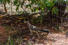 Roadrunner