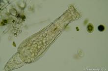 Microscopic creature