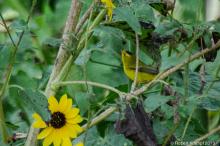 Small, yellow bird