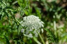 White flower