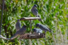 Pinyon Jays at feeder