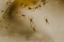 Baby spiders