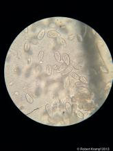 single celled organisms