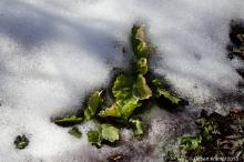 leaves in snow