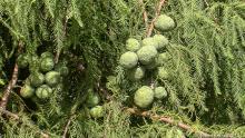 Round structures on a tree