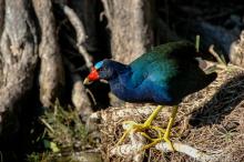 Purple Gallinule