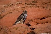 Red Tailed Hawk