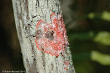 red lichen