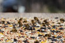 bees on bird seed