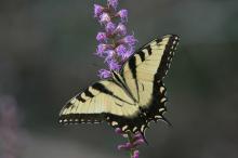 swallowtail butterfly