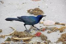 Common Grackle