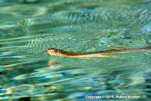 Red Bellied Watersnake