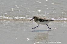 Sanderling