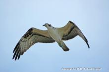 Osprey