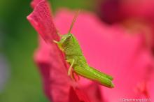 Grasshopper on flower