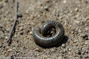 millipede